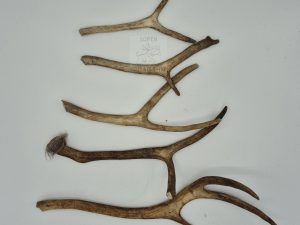 Kotimainen riistasarvi